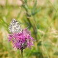 Gazé - Argentan - 22/06/2014